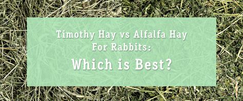 Timothy Hay vs. Alfalfa Hay for Rabbits: Which is Best? | Small Pet Select Types Of Bunnies, Hay For Rabbits, Rabbit Health, Alfalfa Hay, Lionhead Rabbit, Young Rabbit, Baby Buns, Bunny Stuff, Bunny Care