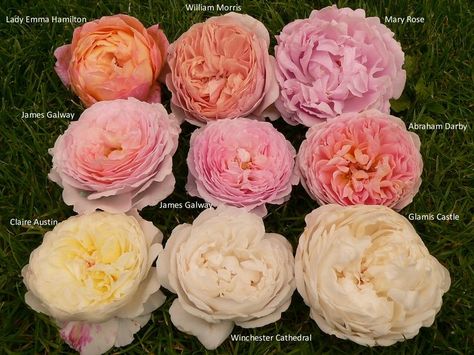 Abraham Darby Rose, Emma Hamilton, Pretty Tattoo, Rose Garden Design, Austin Rose, Flower Guide, David Austin Roses, Peonies Garden, David Austin