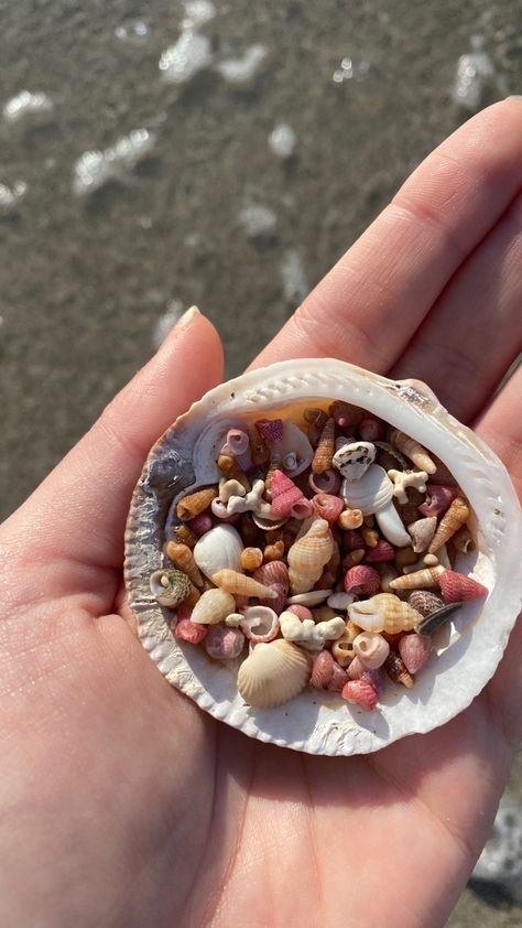 Crystal Hunting, Creative Beach Pictures, Summer Widgets, Pretty Shells, Seashells Photography, Beachy Bedroom, Beach Things, Ocean Eyes, Shell Crafts Diy