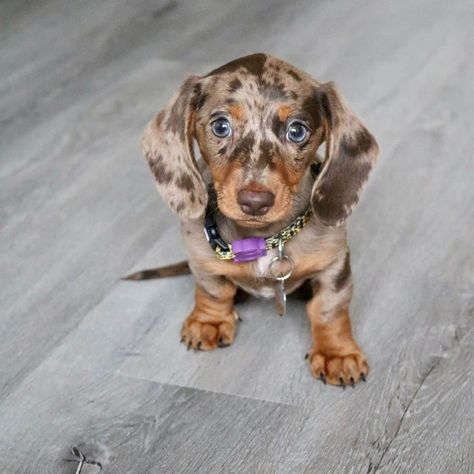 Dapple Dachshund: What Kind Of Dog Is It? Dabble Dachshund Puppy, Mini Dachshund Dapple, Mini Dapple Dachshund Short Hair, Spotted Mini Dachshund, Miniature Dapple Dachshund, Mini Dauschaund Puppy, Fluffy Weiner Dog, Daushands Puppies, Spotted Dachshund