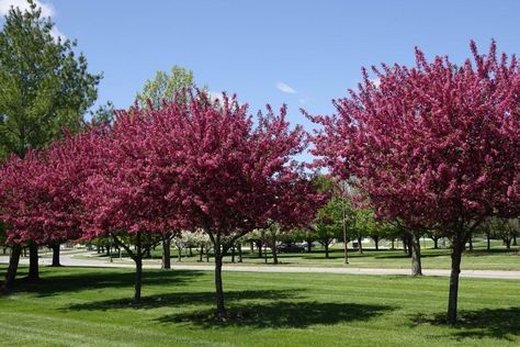 Crabapple trees are among the most widely planted ornamental trees in the upper Midwest.  When selecting a crabapple for the home landscape, consider all ornamental features (flowers, fruit display, growth habit, etc.) mature size, and resistance to insect feeding and disease-causing pathogens. A sampling of some of the best crabapple selections is provided below. Flowering Crabapple, Master Gardener Program, Plant Pathology, Evergreen Flowers, Plant Insects, Fruit Displays, Crabapple Tree, Fruit Display, Home Landscape