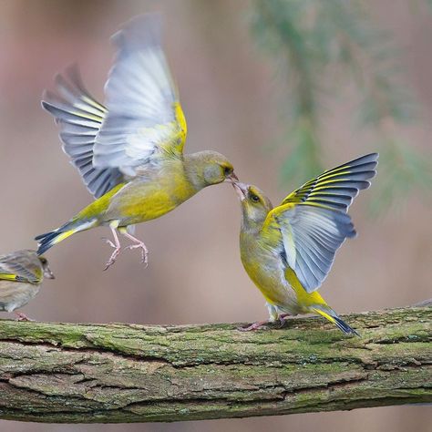 Mateusz Piesiak on Instagram: “Kiss me __________ The frozen moment of dancing Greenfinches. After thousands of missed shots and countless hours spent in my photo hide,…” Birds Kissing, Wild Birds Photography, One Kiss, Kinds Of Birds, Two And A Half, Cute Birds, Bird Photography, Wild Birds, Bird Feathers