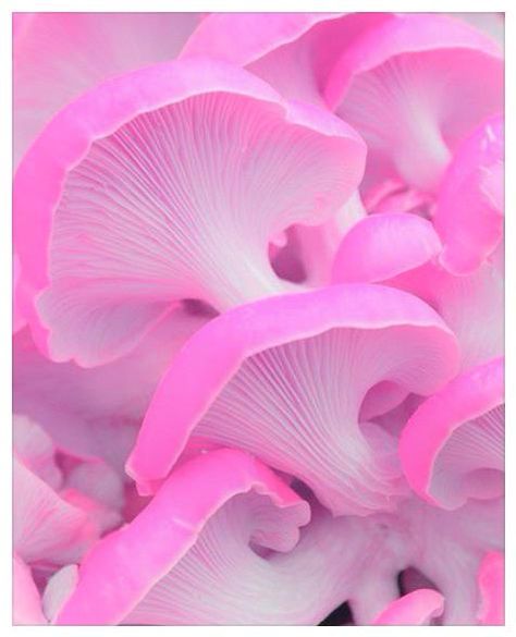 Mushroom Wallpaper, Mushroom Pictures, Tout Rose, Pink Mushroom, Mushroom Fungi, Most Beautiful Flowers, Mushroom Art, Wild Mushrooms, Unique Flowers