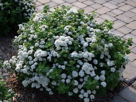 spirea-tor-spring Zone 3 Shrubs, White Iceberg Roses, Magic Carpet Spirea, Spirea Bush, Spirea Shrub, White And Purple Flowers, Landscape Backyard, Planting Plan, Garden Whimsy