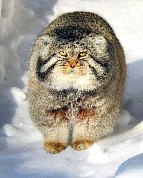 Palla Cat, Manul Cat, Pallas Cats, Pallas Cat, Cutest Animals On Earth, Small Wild Cats, Pallas's Cat, Cat Species, Feral Cat