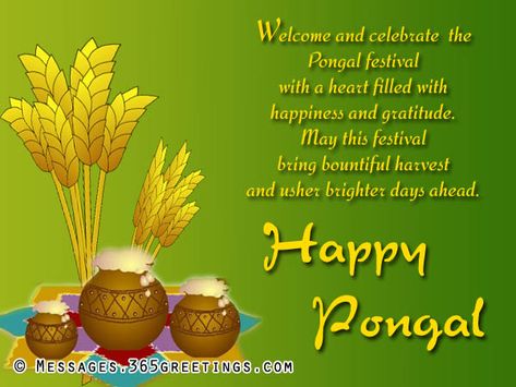 Pongal Wishes Messages and Pongal Greetings - Messages, Wordings and Gift Ideas Sankranti Wishes Images, Pongal Greetings, Sankranthi Wishes, Greetings In English, Pongal Images, Happy Pongal Wishes, Thai Pongal, Pongal Wishes, Pongal Festival