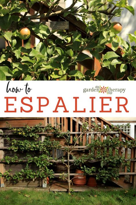 Espaliated Fruit Trees, Lemon Tree Espalier, How To Espalier Fruit Trees, Espalier Fruit Trees Training, Espalier Peach Trees, Plum Espalier, Espalier Fruit Trees Fence, Espalier Diy, Espalier Trees