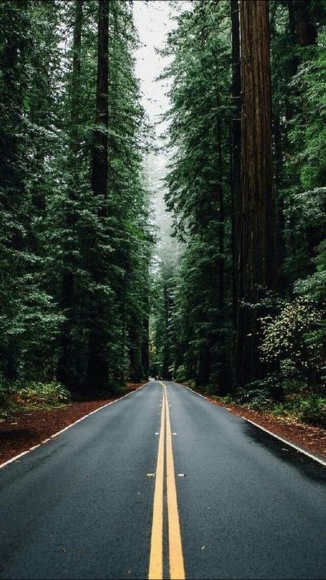 Pacific Northwest #aesthetic #trees #hipster #road #washington #forest #pnw #grunge #green #pinetrees #oregon #FF #photooftheday #F4F Iphone 5 Wallpaper, Forest Road, Wallpaper Tumblr, Tall Trees, 웃긴 사진, Alam Yang Indah, Alam Semula Jadi, In The Forest, Nature Wallpaper