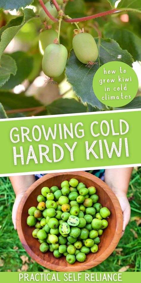 Growing Cold Hardy Kiwi: Hardy to -40℉ - Want to learn how to grow kiwi plants? I'll show you exactly how to grow kiwi from fruit cuttings, and how to grow kiwi from seed! These cold hardy tropical plants can be grown in cold climates, even if temps get down to -40℉! gardening for beginners | growing exotic fruit Kiwi Plant Trellis, Grow Kiwi From Seed, How To Grow Kiwi, Hardy Tropical Plants, Kiwi Plant, Kiwi Growing, Backyard Trellis, Hardy Kiwi, Kiwi Vine