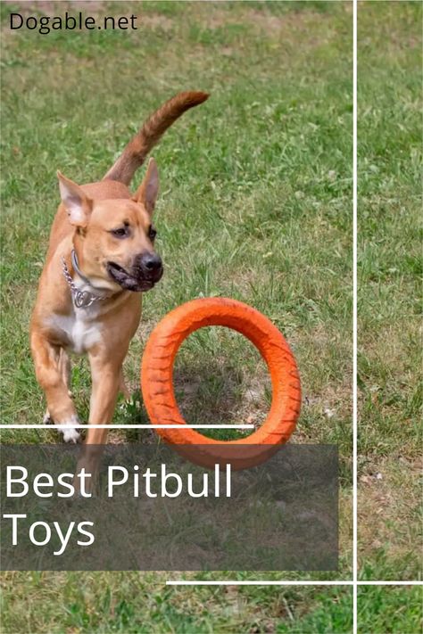 For pit bulls, enthusiastically chewing and ripping their toys apart is not only their way of keeping themselves entertained, but it’s also a way for them to let off some steam. Replacing a new toy every second day can get costly, which is why you need to find indestructible toys and chew sticks or bones for your pup. Here you will find the best Pitbull toys on the market that will keep your dog entertained, happy, and from chewing on your stuff. #pitbulltoys #bestpitbulltoys Training A Pitbull Puppy, Pitbull Care Tips, Pitbull Accessories, Toys To Keep Dogs Busy, How To Get A Pitbull To Stop Biting, Chew Toys For Dogs, Red Nose Pitbull Puppies, Puppy Diy, Outside Dogs