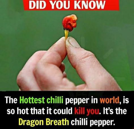 Did You Know About Dragon Breath Chilli Pepper? Dragon Breath, Wierd Facts, Physiological Facts, Psychological Facts Interesting, Fun Facts About Life, Interesting Science Facts, Brain Facts, True Interesting Facts, Interesting Facts About World