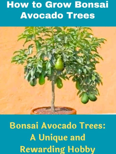 Bonsai Avocado Trees: A Unique and Rewarding Hobby Avocado Bonsai, How To Grow Bonsai, Avocado Trees, Avocado Tree, The Fruit, How To Grow, The Tree, Bonsai, To Grow