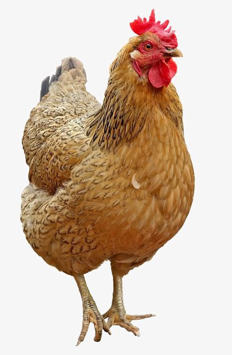 Chicken Aesthetic, Chicken Drawing, Chicken Pictures, Fancy Chickens, Beautiful Chickens, Laying Hens, Hen Chicken, Kunst Inspiration, Cute Chickens