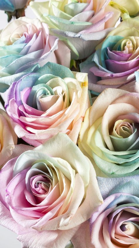 Rainbow Roses Wallpaper, Pastel Rainbow Wallpaper, Arte Aesthetic, Roses Art, Iphone Wallpaper Stills, Roses Wallpaper, Different Types Of Flowers, Rose Flower Wallpaper, Pastel Roses