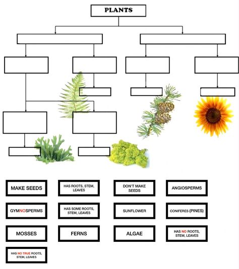 Plants classification activity P Worksheet, Plant Evolution, Classifying Plants, Worksheet 3rd Grade, Teaching Plants, Plants Worksheets, Plant Classification, 5th Grade Activities, 5th Grade Worksheets