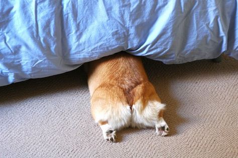 Lots of fun facts are floating out there about the intelligent and adorable corgi. We tracked down some obscure factoids that might surprise you. Check 'em out! Corgi Sploot, Corgi Facts, Corgi Funny, Corgi Butts, Best Puppies, Cute Corgi, Surprising Facts, Pembroke Welsh Corgi, Welsh Corgi