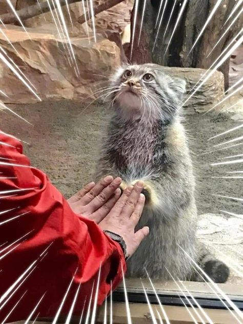 Manul Cat, Pallas Cats, Pallas Cat, Small Wild Cats, Pallas's Cat, Cars Pictures, Pretty Animals, Silly Animals, Funny Cute Cats