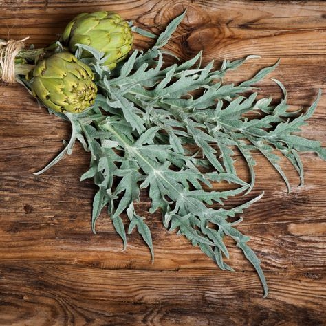 Medicinal Plants 101 | Mayernik Kitchen Artichoke Plant, Growing Artichokes, Plants 101, Artichoke Plants, Artichoke Flower, Architectural Plants, Fruit Seeds, Tree Seeds, Herbaceous Perennials