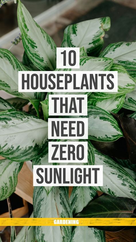 Low Light House Plants, Houseplants Low Light, نباتات منزلية, Household Plants, Decor Western, Inside Plants, Growing Plants Indoors, Best Indoor Plants, Low Light Plants