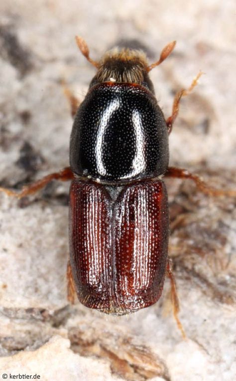 Scolytus multistriatus Millipedes, Bark Beetle, Leafhopper, Centipedes, Earwigs, Stick Insect, Scale Insects, Incredible Creatures, Invasive Species