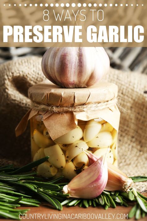 All kinds of ways to preserve garlic! How to preserve garlic in olive oil, plus other ways to preserve garlic cloves and garlic bulbs. How to freeze garlic, freeze minced garlic, store garlic bulbs whole and other ways to preserve garlic for months Spicy Pickled Garlic, Preserving Garlic, Pickles Recipes, Store Garlic, Dilly Beans, Harvesting Garlic, How To Store Garlic, Pickle Recipes, Garlic Recipe