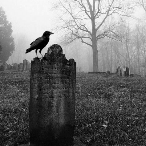 Browse unique items from AMurderofCrowsPrims on Etsy, a global marketplace of handmade, vintage and creative goods. Photo Hacks, Black Raven, Old Cemeteries, Cemetery Art, Crows Ravens, Kuching, Haunted Places, Six Feet Under, Dark Places