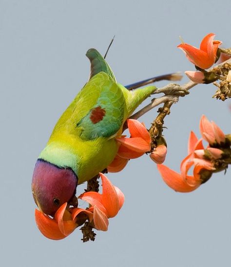 Plum-headed parakeet feasting on Palash flowers. Palash Flower Photography, Palash Flower Painting, Palash Flower, Medicinal Trees, Colorful Creatures, Sunset Painting Acrylic, Affirmation Board, Doraemon Cartoon, Charcoal Art