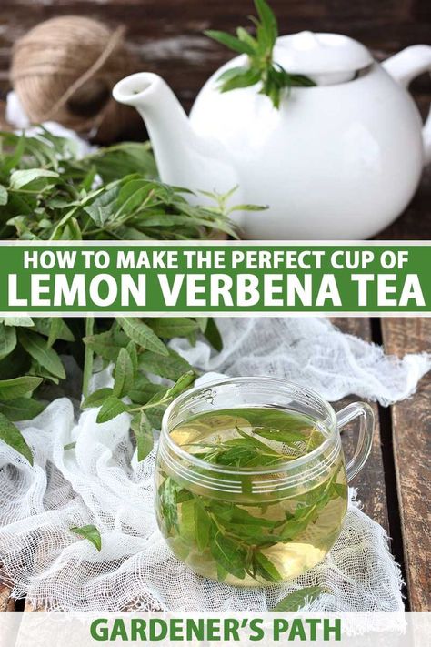 Lemon Verbena Recipes, Lemon Verbena Tea, Tea Blends Recipes, Lemon Balm Tea, Medicinal Herbs Garden, Medicinal Tea, Dried Lemon, Herbal Recipes, Herbal Tea Blends