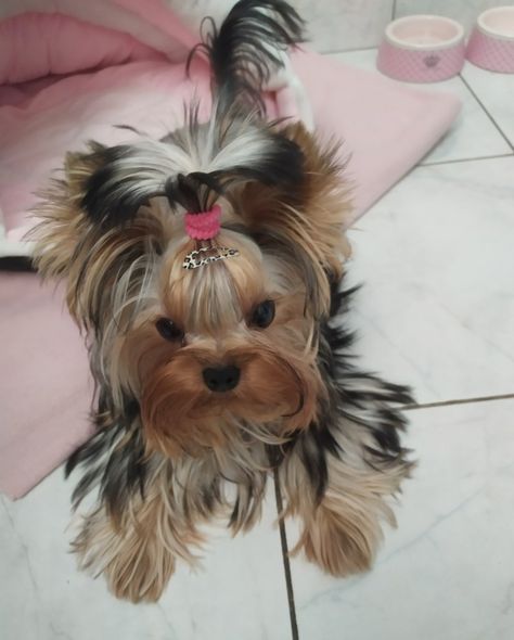 Yorkie Long Hair, Teacup Yorkies, Yorkie Haircuts, Biewer Yorkie, Morkie Puppies, Teacup Yorkie Puppy, Puppy Mom, Cute Dogs Images, Dog Mommy