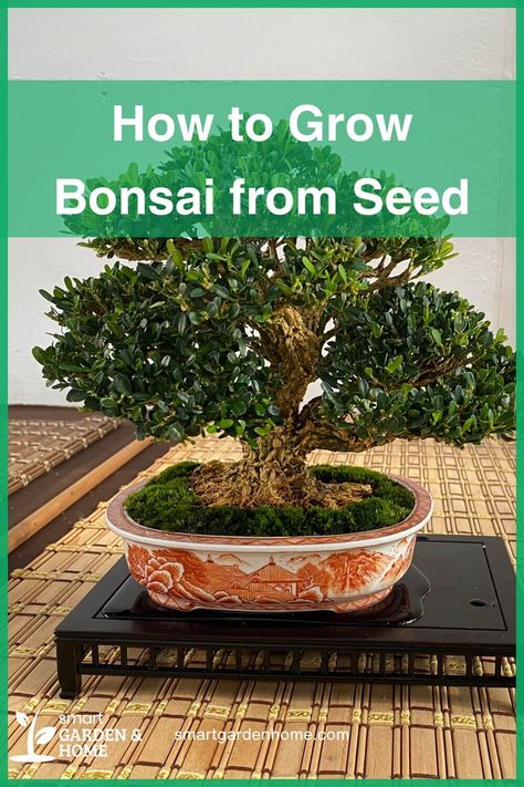 Start your bonsai journey from seed and experience the joy of nurturing a tree from the very beginning. Use quality seeds, follow proper soil preparation, and apply stratification techniques to ensure growth. Your patience will be rewarded with a stunning bonsai. Discover the complete guide at Smart Garden and Home. Bonsai From Seed, How To Grow Bonsai, Bonsai Fertilizer, Garden Bonsai Tree, Bonsai Pruning, Bonsai Tree Types, Bonsai Care, Bonsai Soil, Houseplant Care