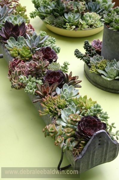 Chicken feeder trough planted with succulents, by Chicweed: Chicken Feeder Centerpiece, Succulent Centerpieces Dining Room, Chicken Feeder Planter Ideas, Chicken Feeder Planter, Sempervivum Garden, Succulents Display, Chicken Feeder Decor, Succulent Containers, Centerpieces Ideas