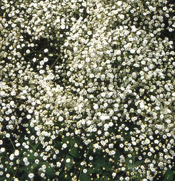 "Baby's Breath Zones 4-9, With its loose, billowy panicles of tiny single or double pink or white flowers, baby's breath provides a lightness and airiness to flower gardens. The creeping forms drape beautifully over rock walls. After bloom time, shear the plants to deadhead and for neatness. Plants prefer sweet (alkaline) soils with full sun and excellent drainage. Gypsophila Elegans, Sea Holly, Baby S Breath, Moon Garden, Have Inspiration, Tall Plants, White Gardens, Baby's Breath, Flowers Perennials