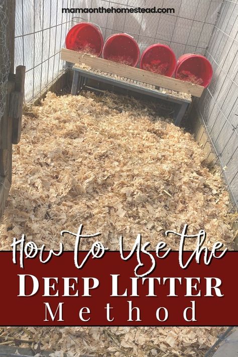 Chicken Deep Litter Method, How To Care For Chickens In The Winter, Deep Bedding Chicken Coop, Daily Chicken Chores, Winter Coop For Chickens, Deep Litter Chicken Coop, How To Keep Chickens Warm In Winter, Keeping Chickens Warm In Winter, Deep Litter Method Chicken Coop