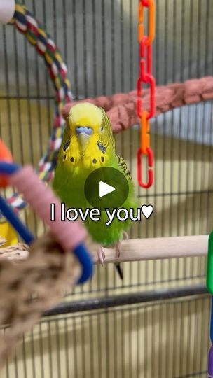 19K views · 6K reactions | I Love You! - Boba the Budgie - Talking Parakeet #talkingparakeet #parakeets #budgiestagram #budgie #budgielove #budgielife #budgiebird #parakeetsofinstagram #parakeetlover #talkingbudgie #budgiesounds | Boba the Budgie | Tollan Kim · Aesthetic Budgie Aesthetic, Parakeet Talking, Budgies Parrot, Budgies Bird, Parakeets, Parrot, I Love You, Birds, Love You