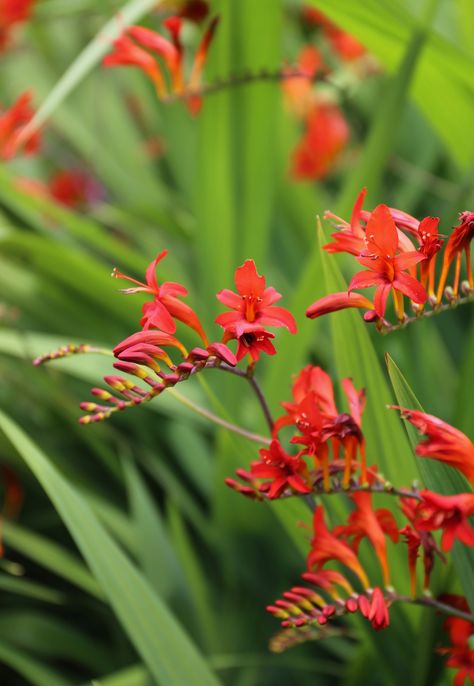 Hummingbirds are attracted to the color red. The flowers of crocosmia Lucifer attract hummingbirds like a magnet and are easy to grow in any yard or garden. Crocosmia Lucifer, Longfield Gardens, Attract Hummingbirds, Perennial Border, Red Geraniums, The Color Red, How To Attract Hummingbirds, Replant, Ornamental Grasses