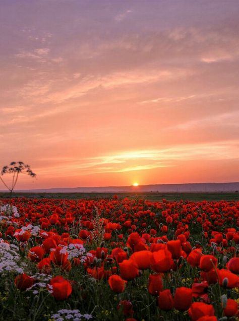 Sunsets and tulips Poppy Field, Photography Contests, Sunset Photos, Flower Field, Scenery Wallpaper, Nature Scenes, Photo Contest, Landscape Photos, Amazing Nature