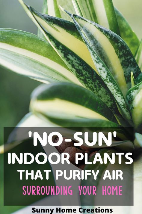 7 amazing air purify Indoor plants that make your home fresh for all the day and keep all bad odour away from your home. #indoorplants #houseplant #air-purifyplants Clean Air Plants Houseplant, House Plants Indoor Air Purifying, Air Filtering Plants, Best Plants For Home, Indoor Plants Clean Air, Best Air Purifying Plants, Natural Decongestant, Air Cleaning Plants, Air Purifying House Plants