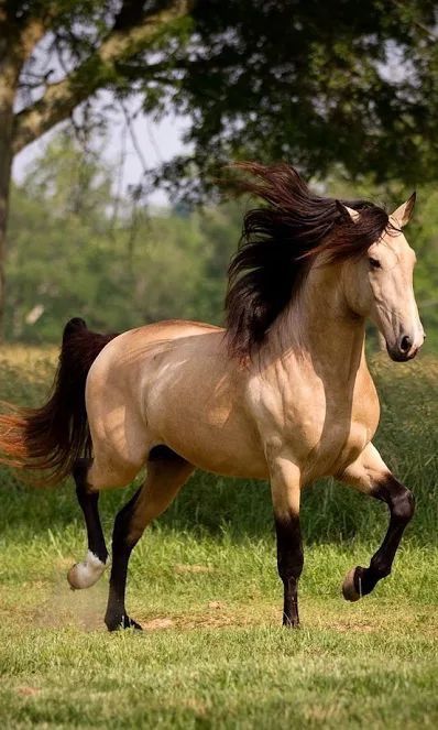 Look at the black mane on this pretty buckskin! حصان عربي, Buckskin Horse, Cai Sălbatici, Rasy Koni, Beautiful Horse Pictures, Horse Wallpaper, Most Beautiful Horses, Animale Rare, Majestic Horse