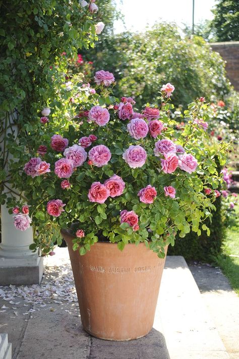 Successful Container Roses - Florissa | Flowers, Roses, Fruits & More Roses In Containers, Container Roses, Tanaman Pot, Tanaman Indoor, Container Garden Design, Hardscape Design, نباتات منزلية, Container Gardening Flowers, Growing Roses