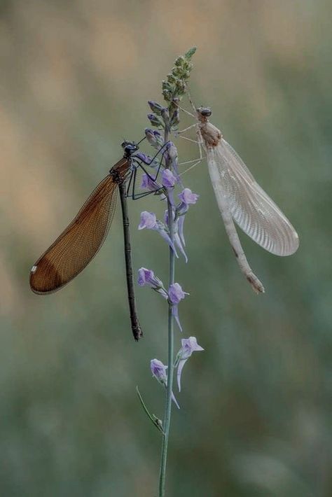 Nature Pond, Dragonfly Photos, Gossamer Wings, Damselflies, Dragon Flies, Cool Bugs, Beautiful Bugs, Creepy Crawlies, Mia 3