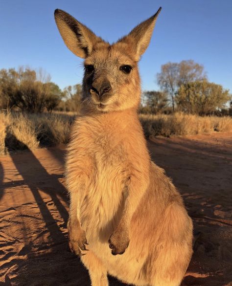 Water Animals, Super Cute Animals, Gremlins, Zoo Animals, Animal Photography, Animals Beautiful, Koala, Kangaroo, New Zealand