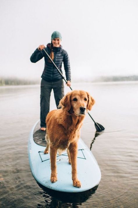 Sup Stand Up Paddle, Sup Yoga, Sup Surf, Van Living, Dog Adventure, Paddle Board, Travel Stuff, Golden Retrievers, Standup Paddle