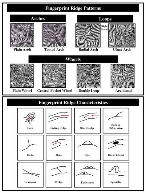 Fingerprint Ridge Patterns and Characteristics Fingerprint Science Experiment, Fingerprint Analysis, Posters On Forensic Science, Types Of Fingerprints, Medical Laboratory Science Student, Forensic Artist, Junior Detective, Forensic Anthropology, Science Club