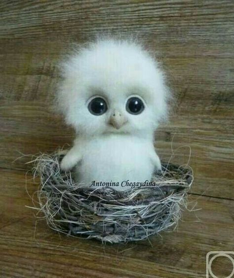 Águila bebé Pinterest Cute, Tovad Ull, Baby Owl, Owl Pet, Baby Animals Pictures, Felt Baby, Baby Animals Funny, Baby Owls, Needle Felted Animals