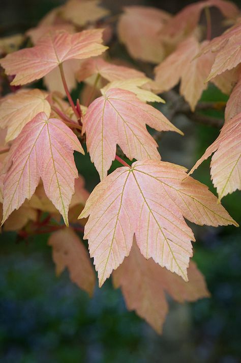 Denver Hotels, Unique Trees, Garden Trees, Cottage Garden, Plant Leaves, Plants, White, Black