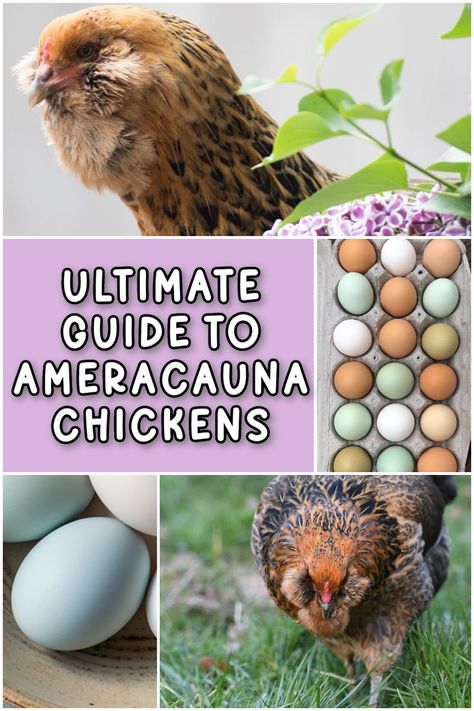 Ameraucana Chickens: The Ultimate Guide to This Blue-Egg Layer Blue Egg Laying Chickens, Americauna Chickens, Blue Chicken Eggs, Joseph Crafts, Araucana Chickens, Ameraucana Chicken, Chicken Tips, Chicken Raising, Best Egg Laying Chickens