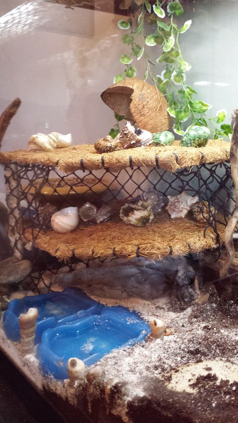 The shell shelf!! I got a corner shelf from the kitchen section and covered it with coco fiber. I wrapped hemp around the "legs" and a net around the super. Fairly cheap and super easy. Hermit Crab Habitat Ideas, Crabitat Ideas, Shell Shelf, Hermit Crab Cage, Hermit Crab Homes, Crab Habitat, Kitchen Section, Hermit Crab Habitat, Crab Tank