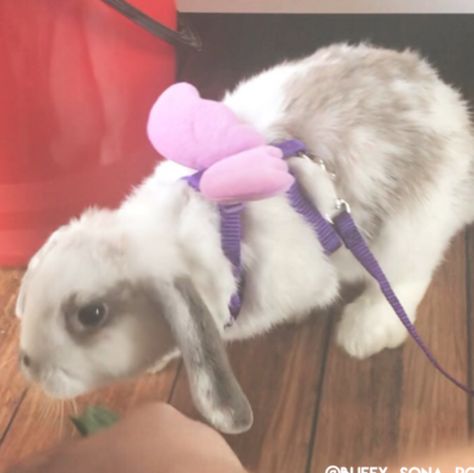 Bunny Leash, Rabbit Harness, Bunny Clothes, Bunny Supplies, Pet Rabbit Care, Rabbit Litter, Pet Rabbits, Pet Bunny Rabbits, Rabbit Eating