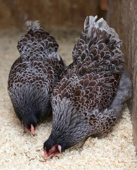 Rooster Vs Hen, Laying Hens Breeds, Hen Breeds, Rooster Pictures, Silkie Rooster, Laced Wyandotte, Hen Recipes, Wyandotte Chicken, Hen And Rooster