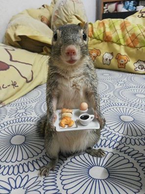 Squirrel Pictures, Squirrel Funny, Good Morning My Love, Cute Squirrel, A Squirrel, Cat Treats, Funny Animal Pictures, Chipmunks, 귀여운 동물